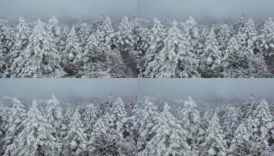 航拍湖北神农架冬季冬天冰雪雪松雪景高清在线视频素材下载