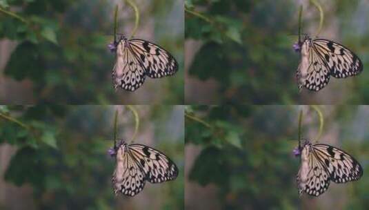 多彩的蝴蝶在植物上飞舞高清在线视频素材下载