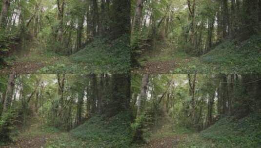森林中的景色高清在线视频素材下载