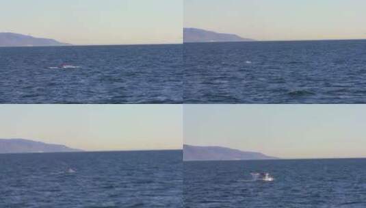 在海洋里露出尾巴的鲸鱼高清在线视频素材下载