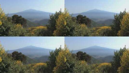 火山山顶黄色的花朵高清在线视频素材下载