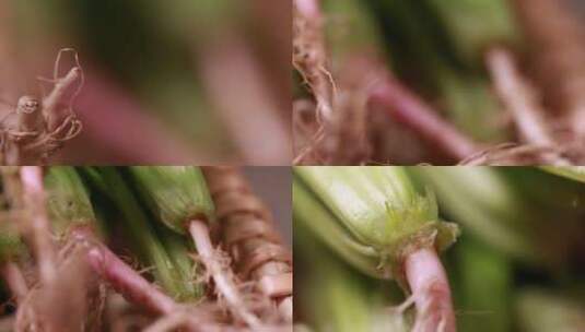 【镜头合集】根须蔬菜植物根部微距特写高清在线视频素材下载