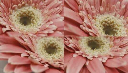 微距粉色非洲菊雏菊高清在线视频素材下载