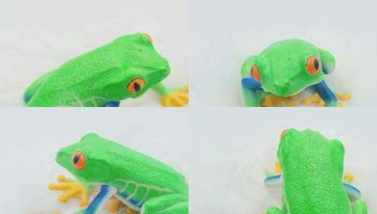 树蛙青蛙模型玩具高清在线视频素材下载