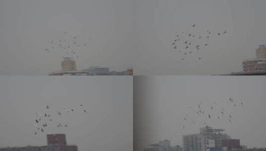 阴天城市上空鸽子和平鸽高清在线视频素材下载