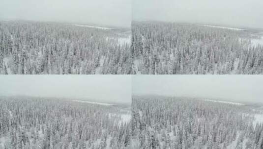 冬日的森林和厚厚的积雪高清在线视频素材下载