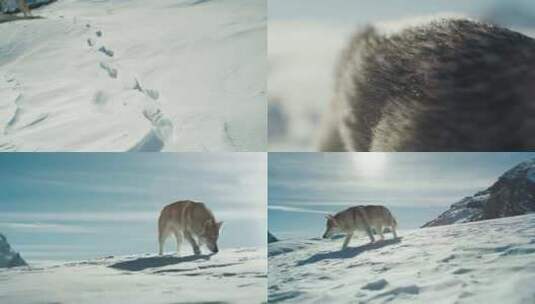 雪山上的狼特写镜头高清在线视频素材下载