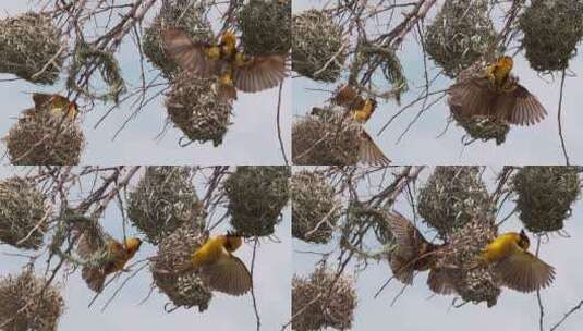 乡村织工，cucullatus，雄性挂在鸟巢上，展示以吸引雌性高清在线视频素材下载