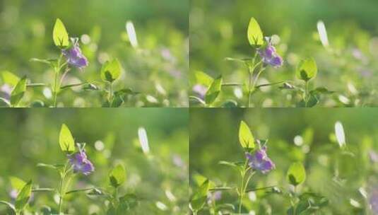 夏日花草花朵高清在线视频素材下载