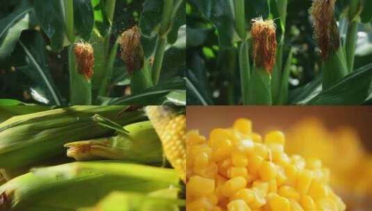 合集-玉米灌溉生长成熟过程高清在线视频素材下载