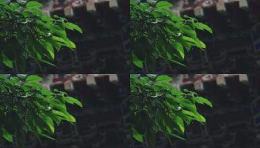 罗汉寺空镜雨天树叶飘动高清在线视频素材下载
