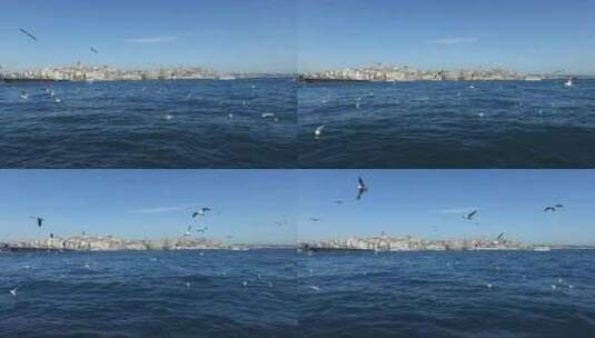 博斯普鲁斯海峡的一群海鸥高清在线视频素材下载