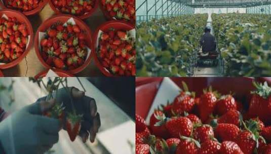 草莓采摘种植视频素材高清在线视频素材下载