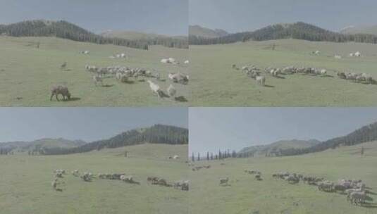 4K航拍大草原上的牛羊群高清在线视频素材下载