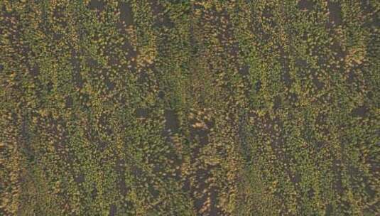鸟瞰秋季金色的松林高清在线视频素材下载