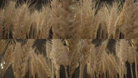 小麦棚拍高清在线视频素材下载