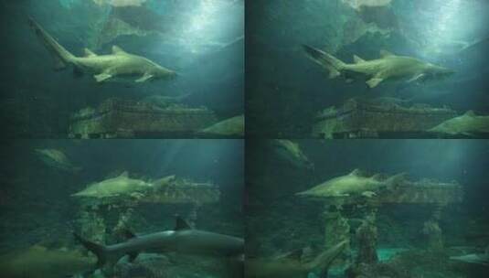 鲨鱼 海洋馆 水下摄影高清在线视频素材下载
