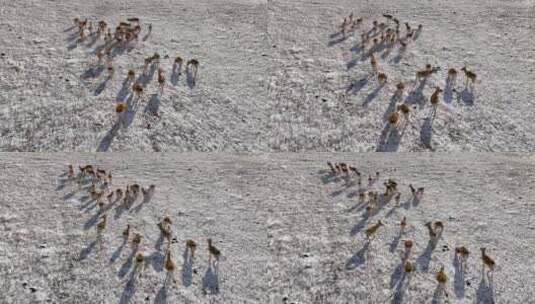 黄羊 蒙古原羚高清在线视频素材下载