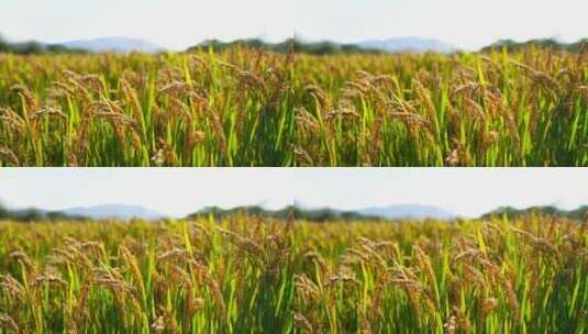 稻田里丰收的水稻，风中饱满的水稻稻穗高清在线视频素材下载