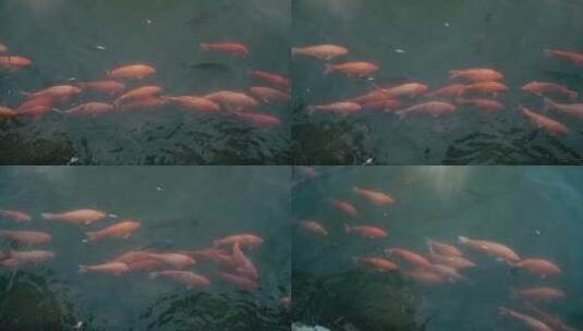 北海公园里的锦鲤高清在线视频素材下载