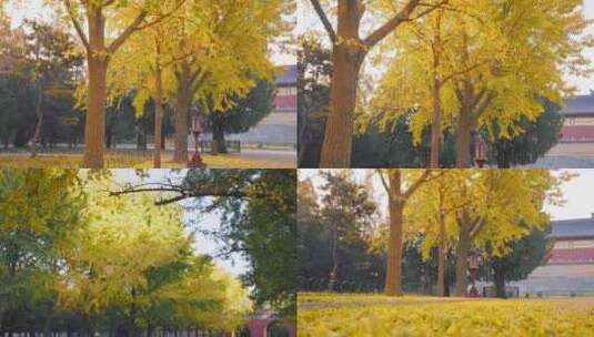 秋天树叶飘落  落叶 金秋 秋天风景高清在线视频素材下载