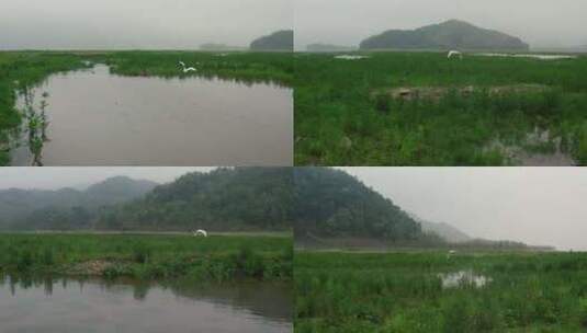 湿地公园航拍追鸟白鹭海鸥升格跟拍鸟高清在线视频素材下载