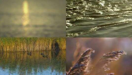 湖泊水鸟自然美景高清在线视频素材下载