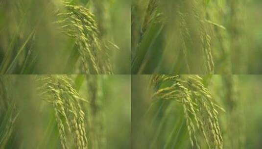 微风吹动水稻穗五常大米丰收高清在线视频素材下载