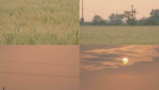 小麦田野麦穗夕阳太阳镜头上移高清在线视频素材下载