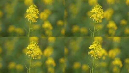 春天农村金黄色油菜花绽放高清在线视频素材下载