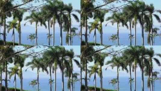 晴天海边的椰子树和大海里行驶的船高清在线视频素材下载