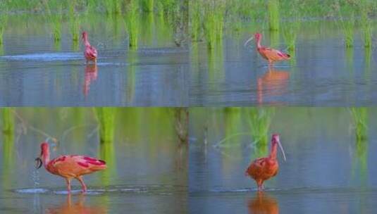 观鸟野生动物水鸟美洲红鹮合集高清在线视频素材下载