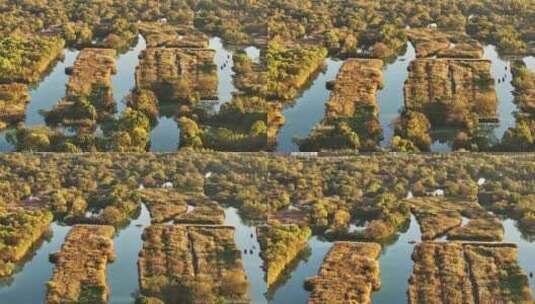 4K航拍西溪湿地芦苇荡湖水高清在线视频素材下载