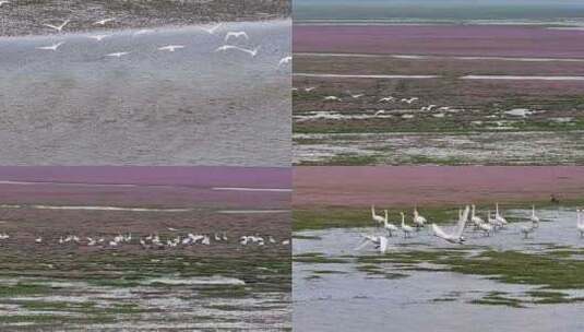 4K航拍江西鄱阳湖周溪镇鸟群风光高清在线视频素材下载