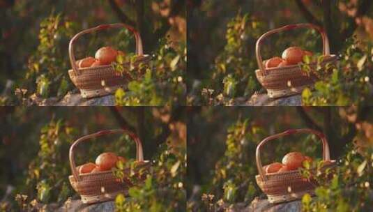 秋天桔子园橘子采摘丰收高清在线视频素材下载