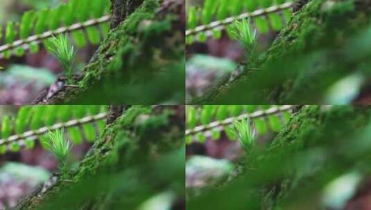 蕨类苔藓微距森林高清在线视频素材下载