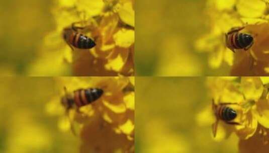 油菜花蜜蜂特写高清在线视频素材下载