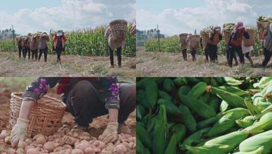 农民粮食丰收高清在线视频素材下载