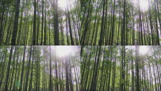 五台山航拍树林夏季高清在线视频素材下载
