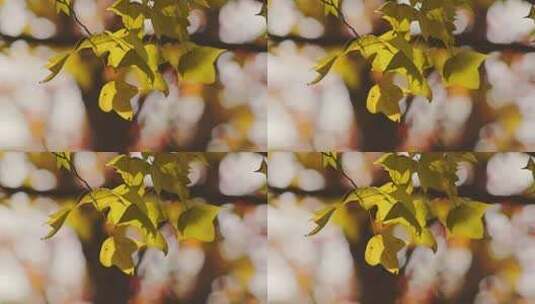 秋分秋景秋天枫叶黄了高清在线视频素材下载
