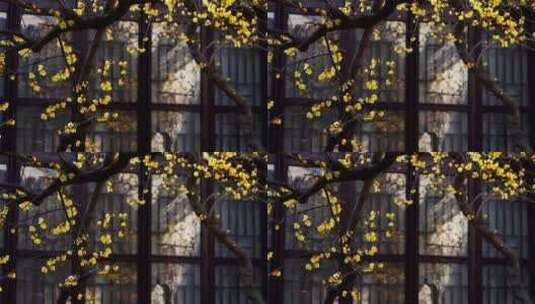 江南园林南京夫子庙瞻园古风窗前腊梅花光影高清在线视频素材下载