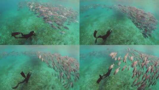 水下拍摄的女潜水员正在探索具有生动海洋生高清在线视频素材下载