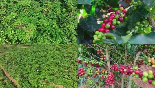 云南咖啡种植园航拍高清在线视频素材下载