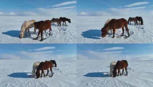 呼伦贝尔冬天的草原马群1433高清在线视频素材下载