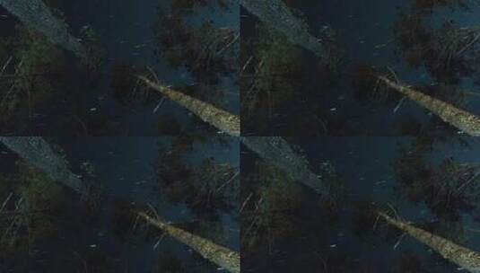 仰拍森林上空的星轨延时摄影高清在线视频素材下载