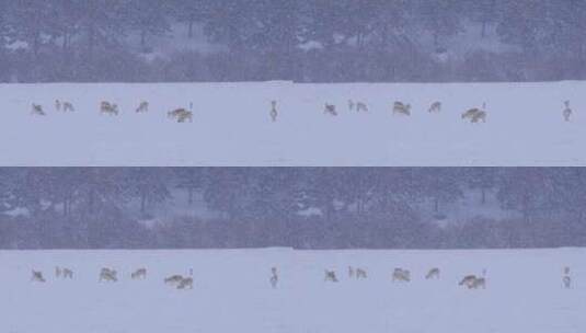 雪中的黄羊 蒙古原羚高清在线视频素材下载