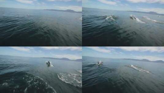 海洋中遨游的海豚高清在线视频素材下载