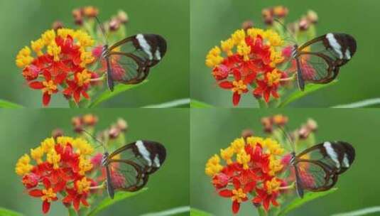 花丛中飞舞的蝴蝶高清在线视频素材下载