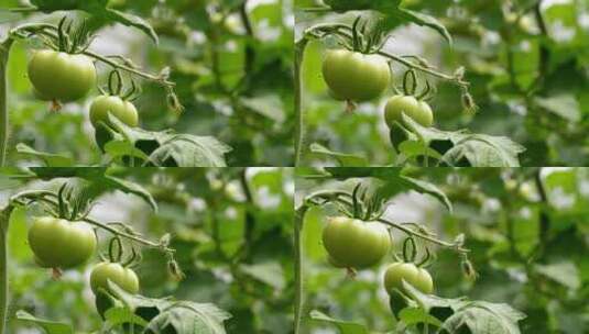 番茄西红柿种植高清在线视频素材下载