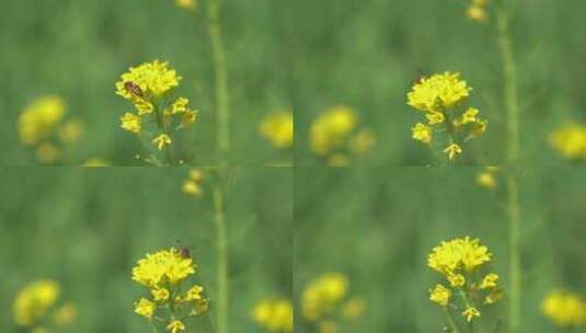 油菜花 蜜蜂 蜂蜜菜花 花开 春天高清在线视频素材下载